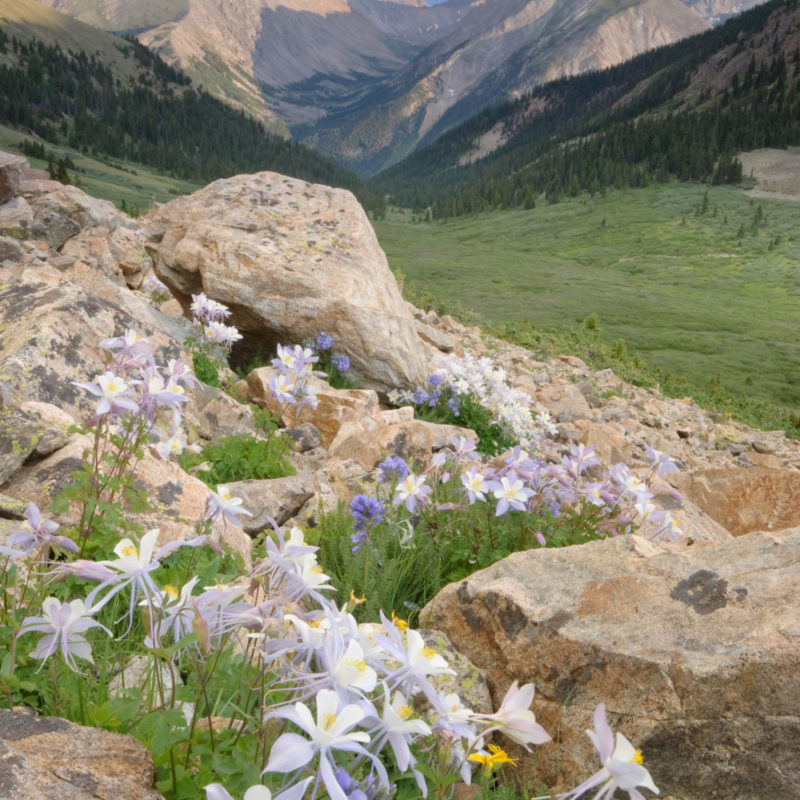 Columbine in the Sawatch Range