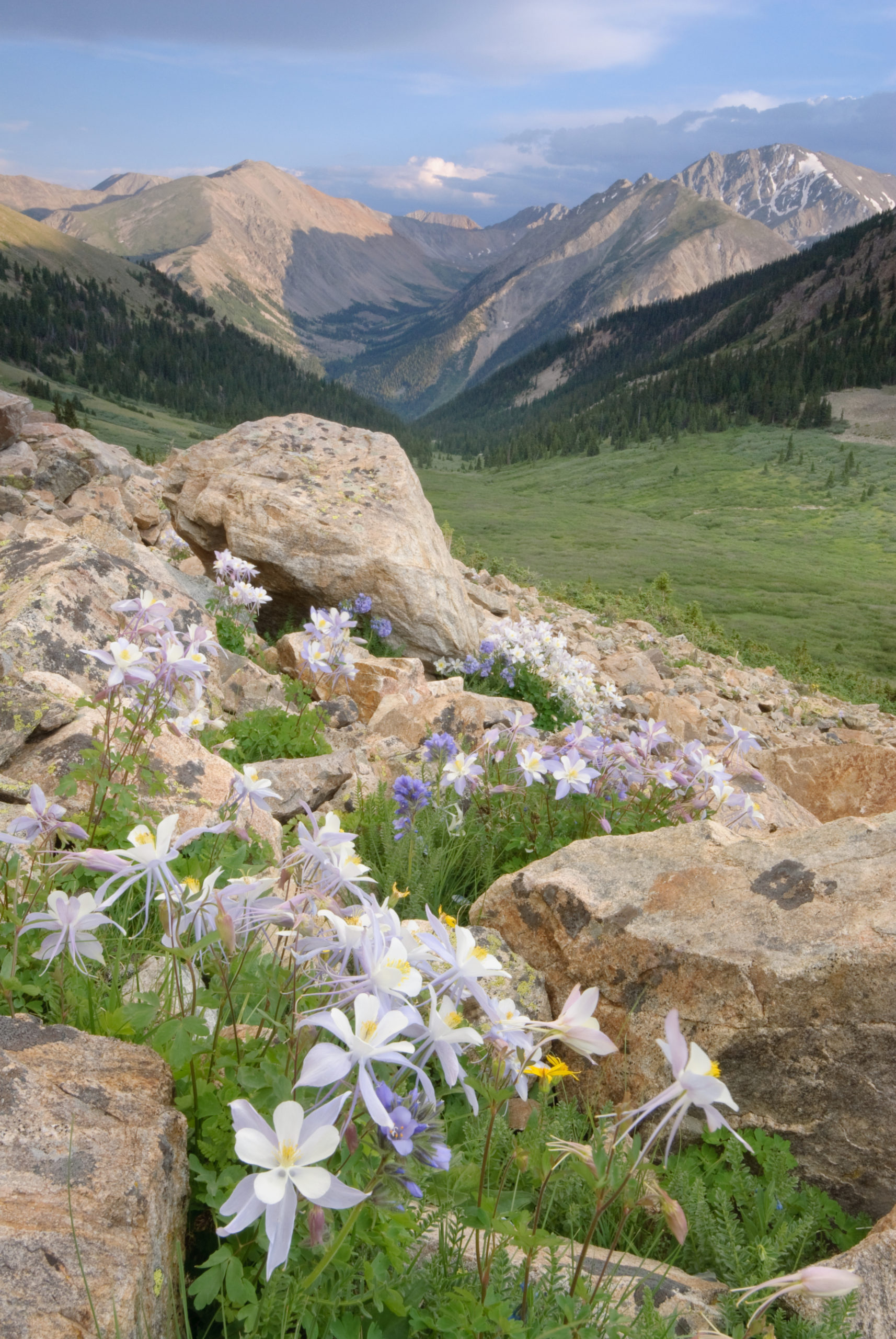 Columbine in the Sawatch Range