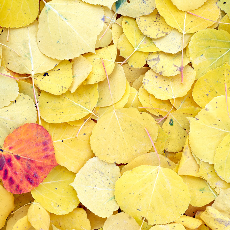 Fallen Aspen Leaves