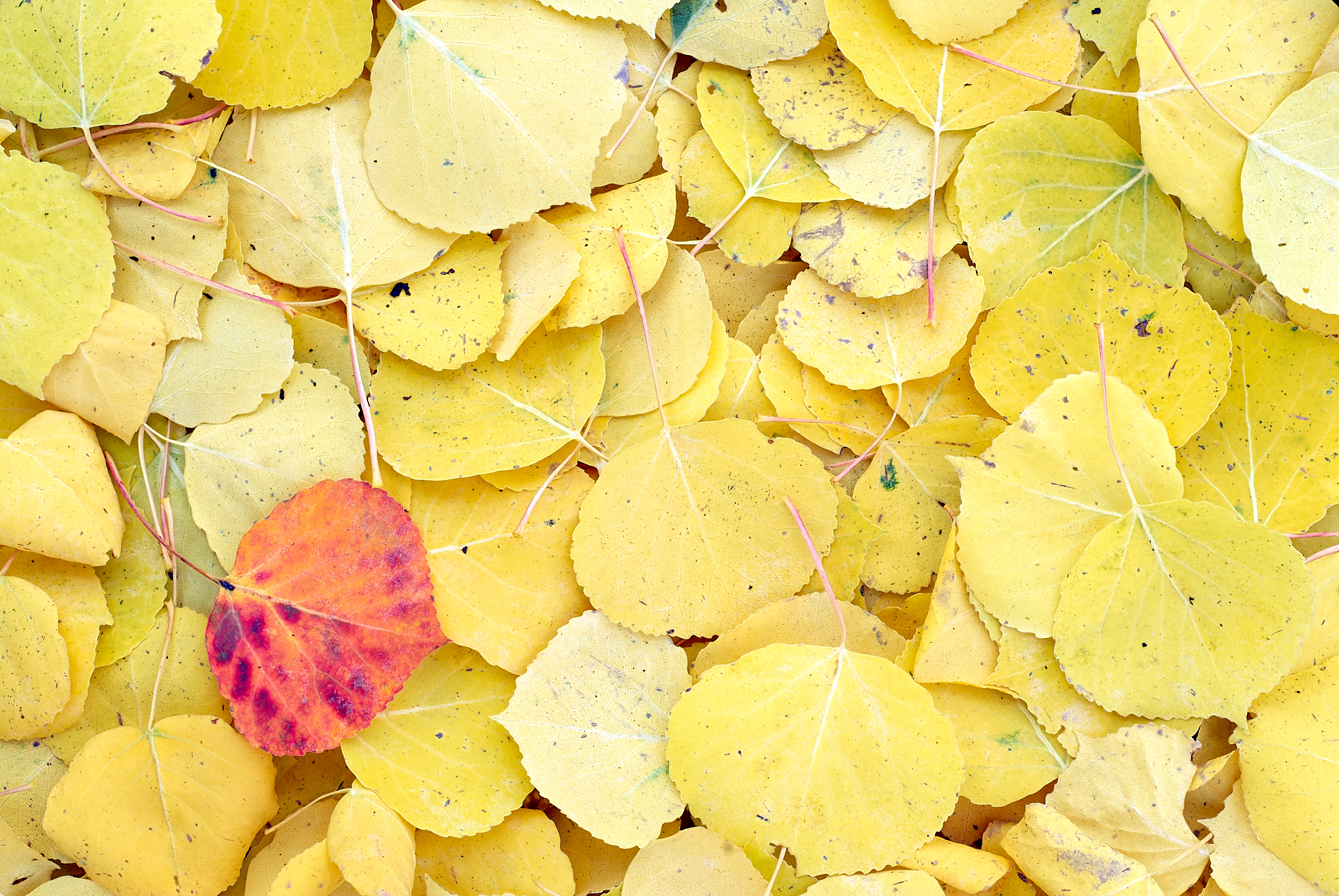 Fallen Aspen Leaves