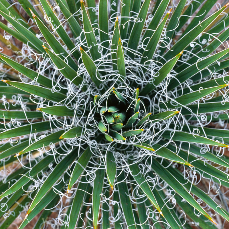 Filiferous Margins