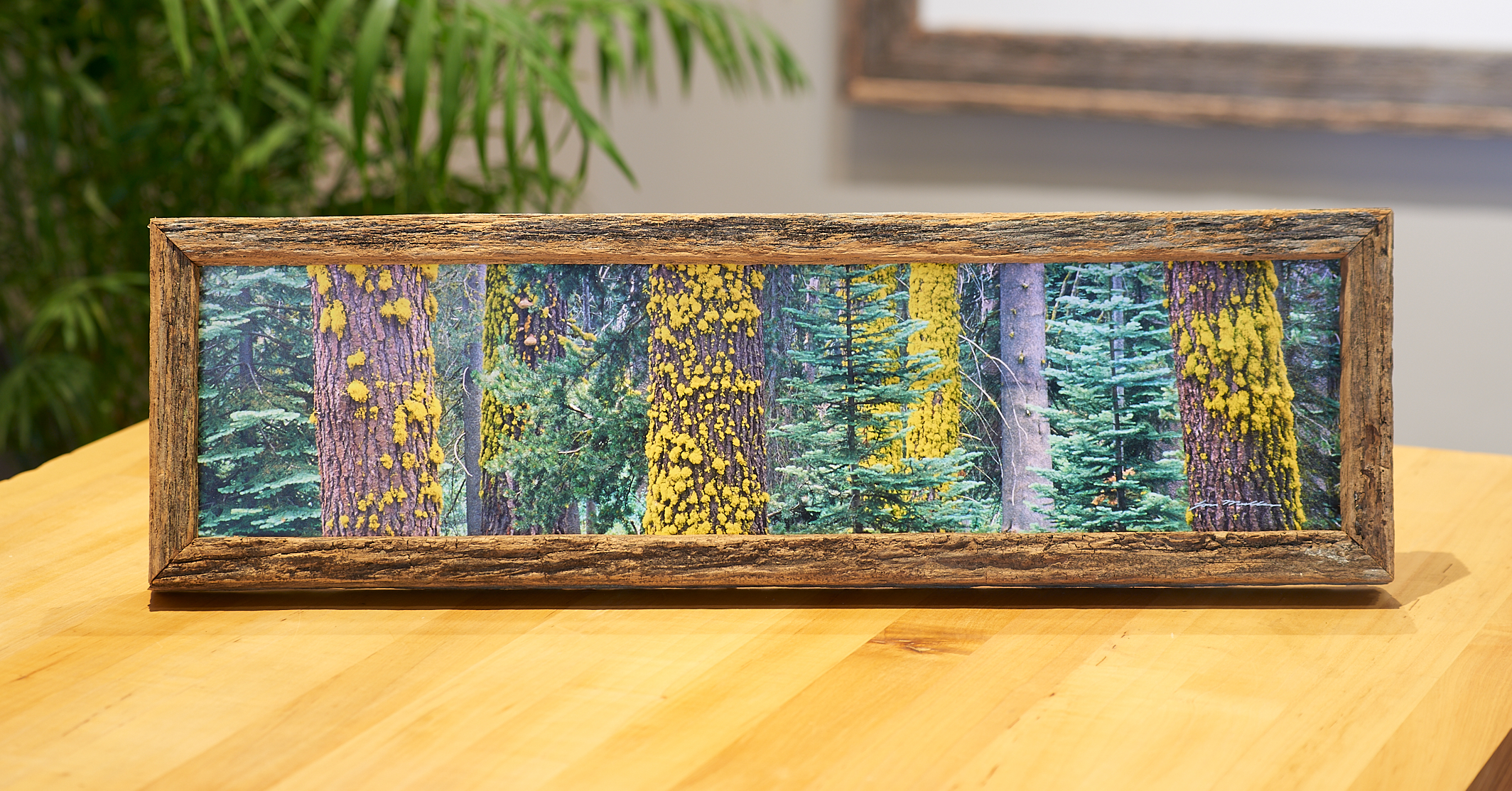 Sliver of Sequoia on Desktop