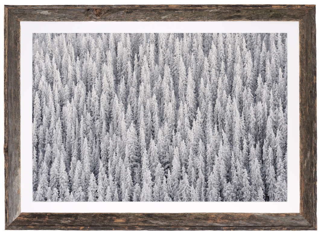 Lodgepole