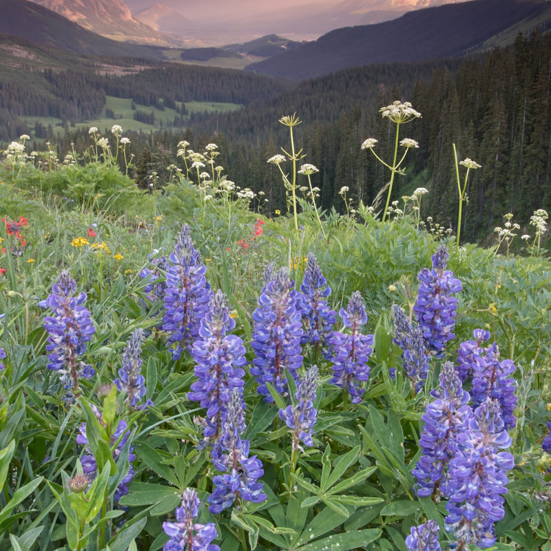 Lupine and Afternoon Rainshower
