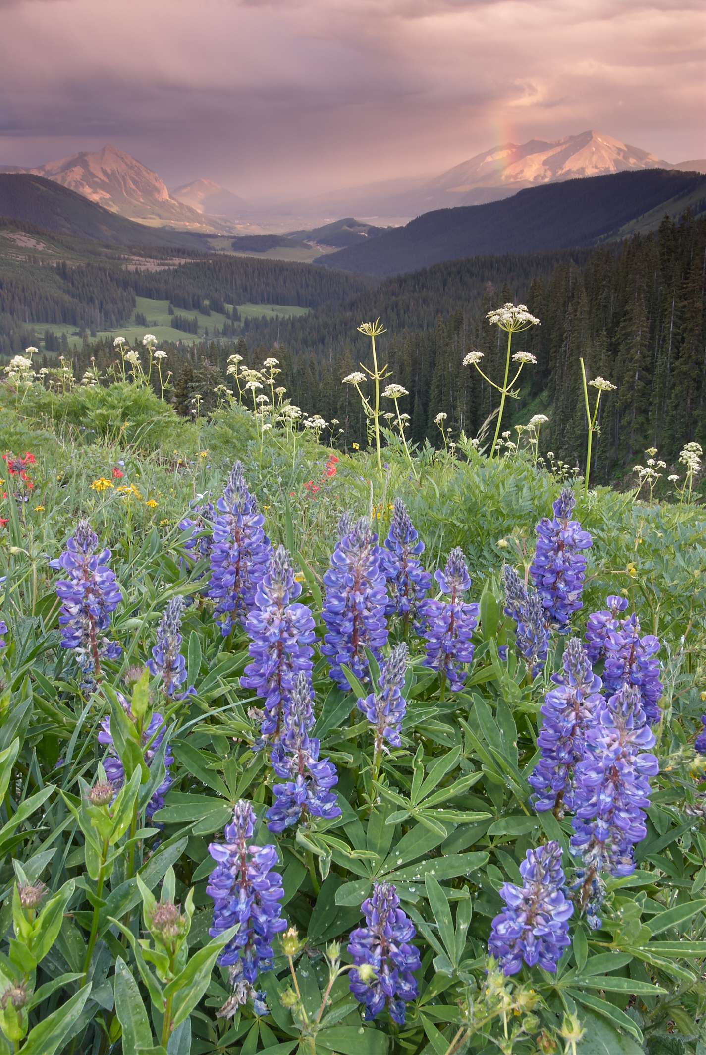 Lupine and Afternoon Rainshower