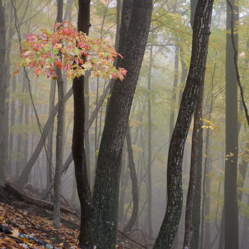 Maple in Mist