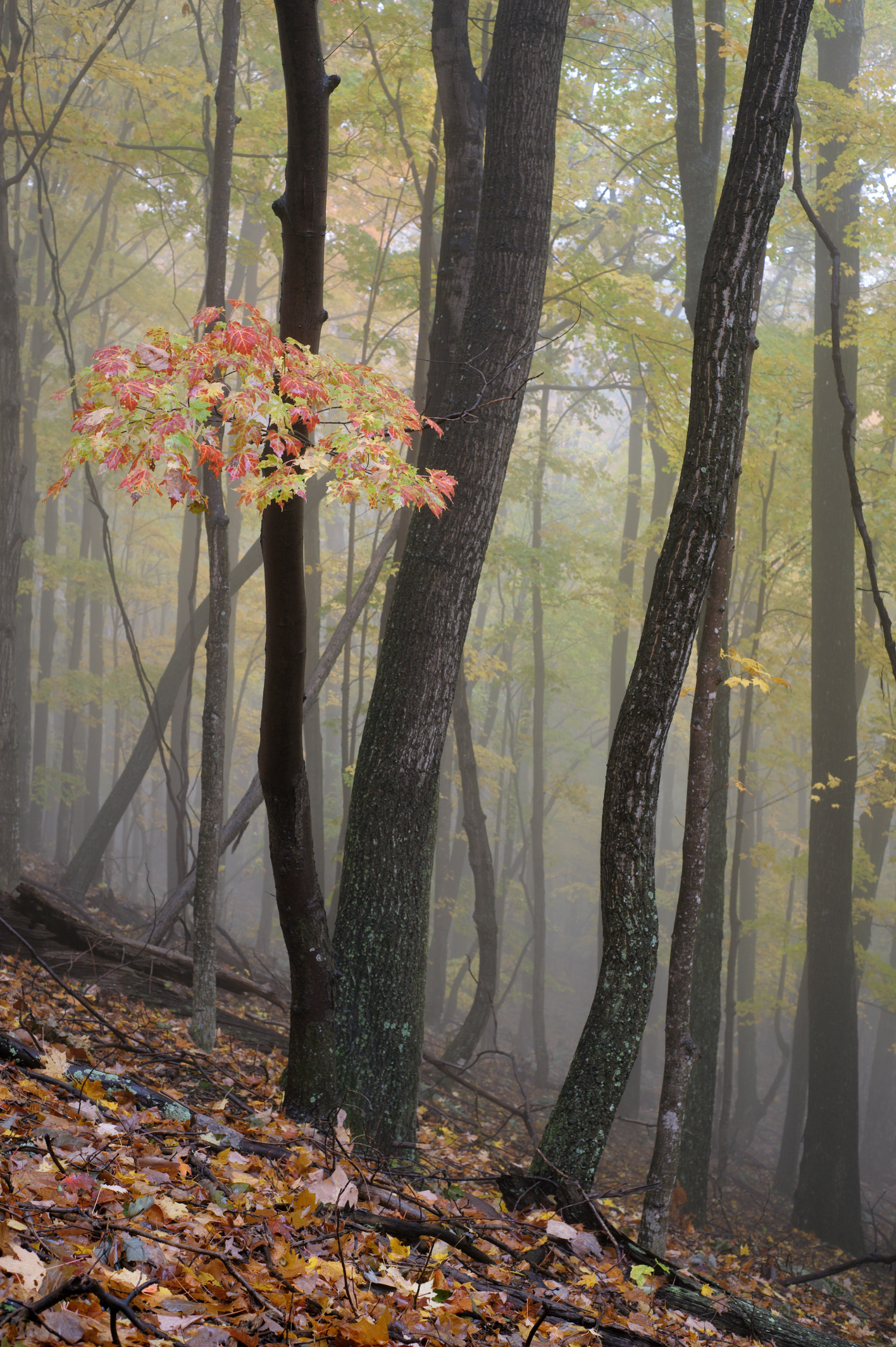 Maple in Mist