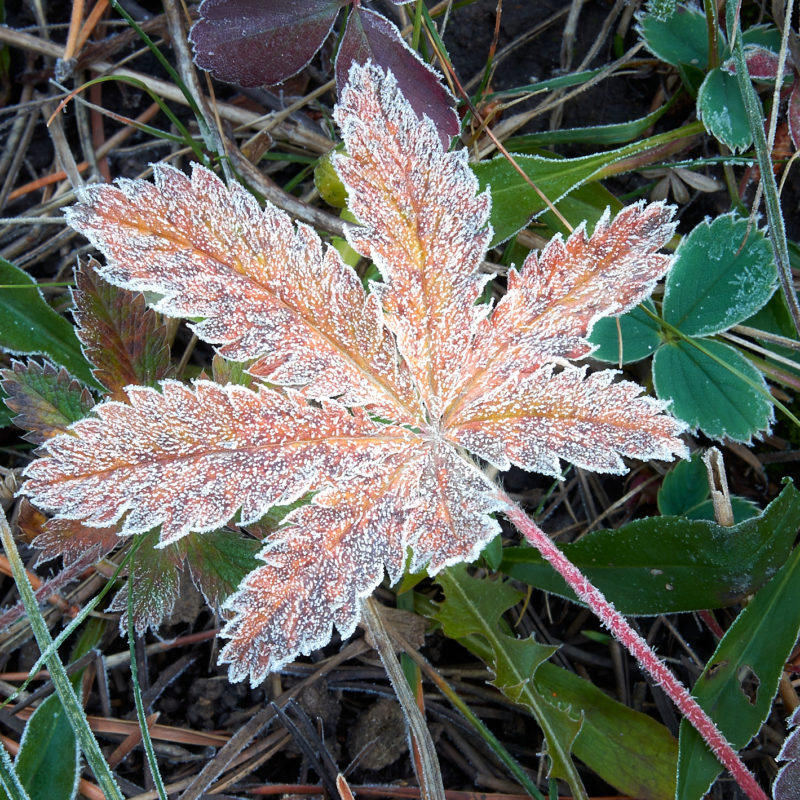 Morning Frost