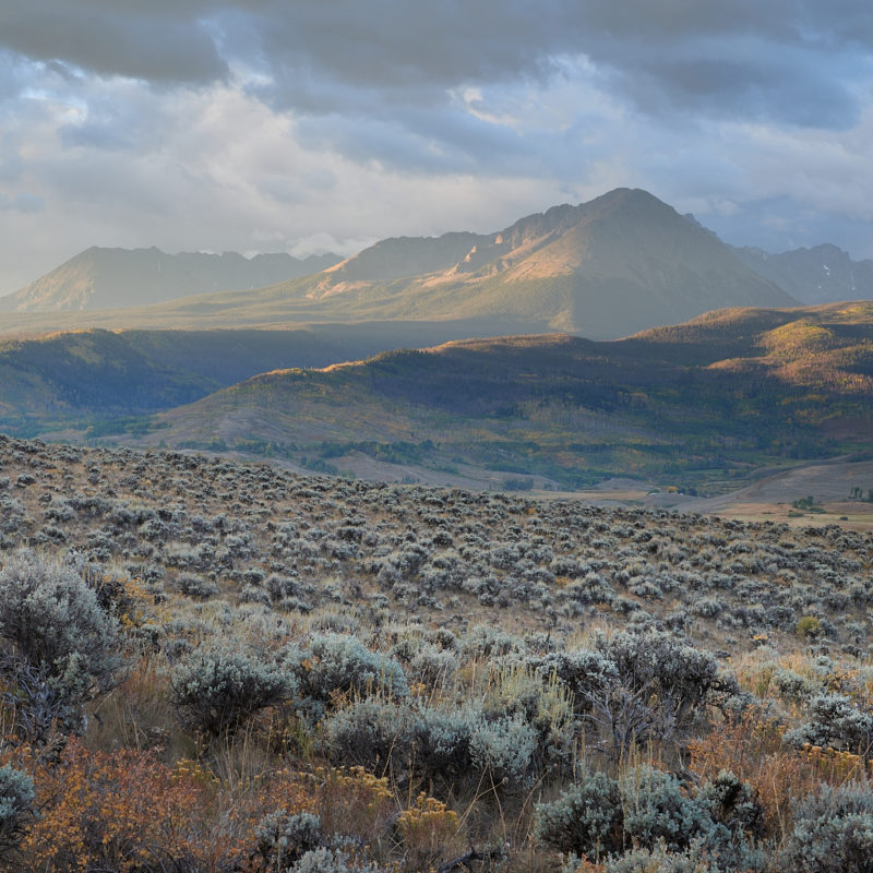 Sea of Sage
