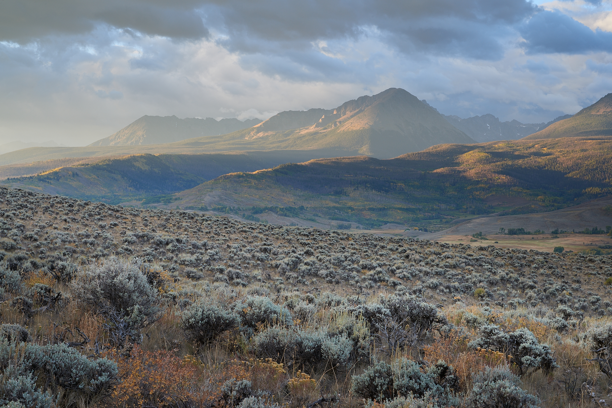 Sea of Sage