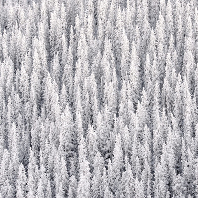 Winter's Blanket