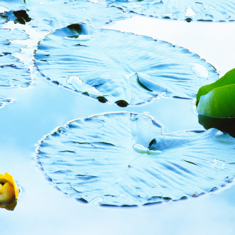 Yellow Pond Lily