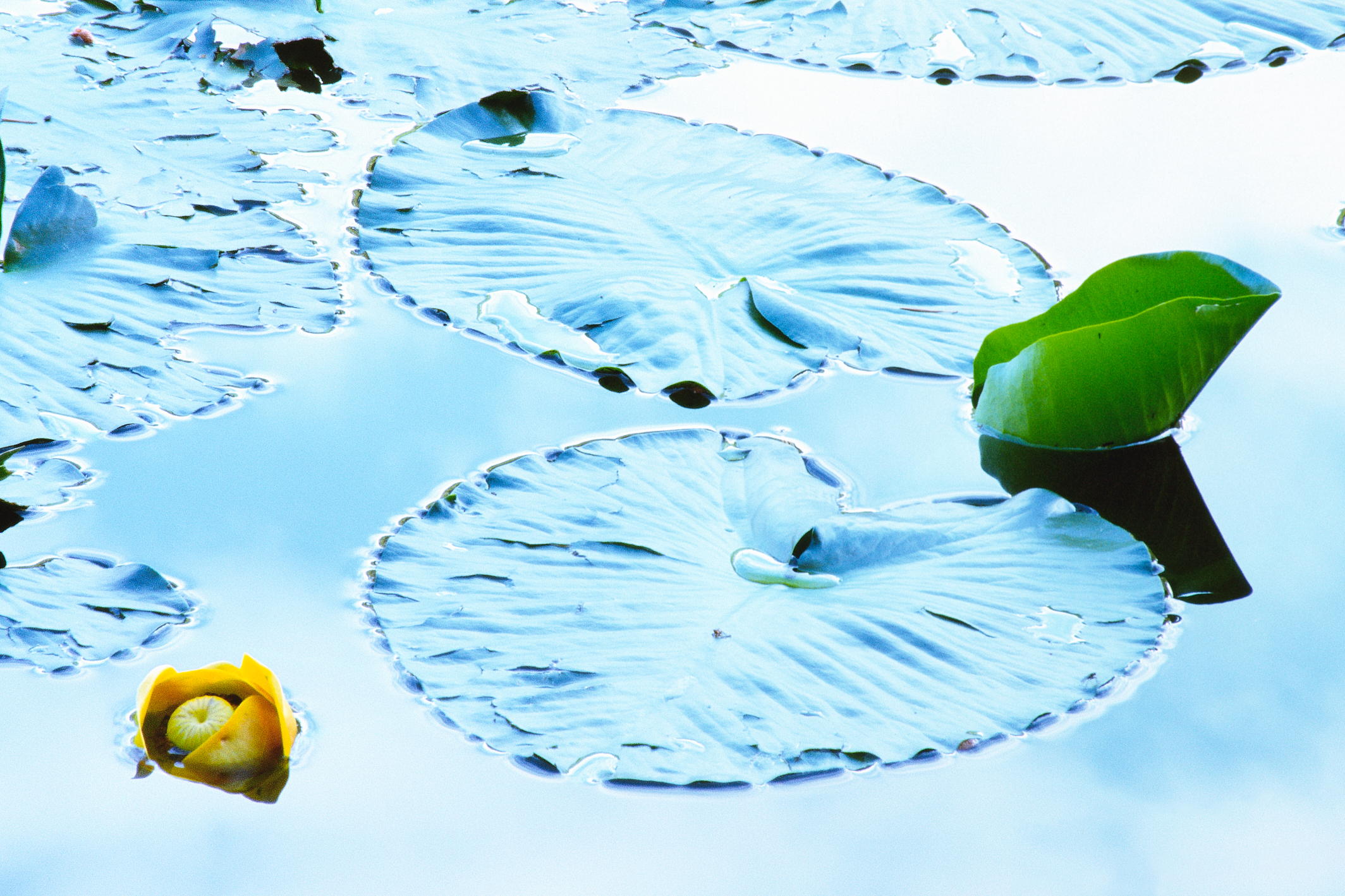 Yellow Pond Lily