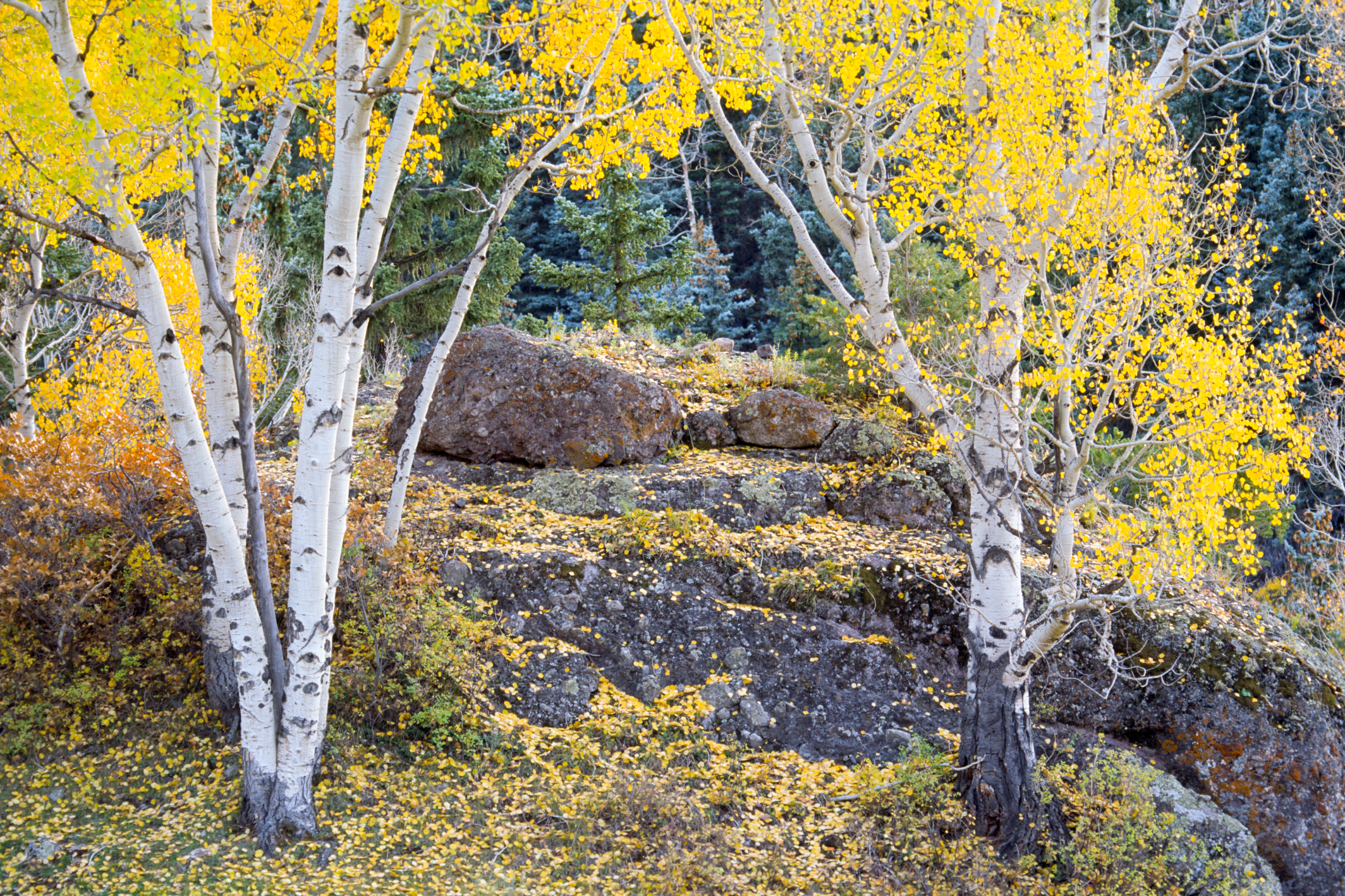 Aspen Grove II