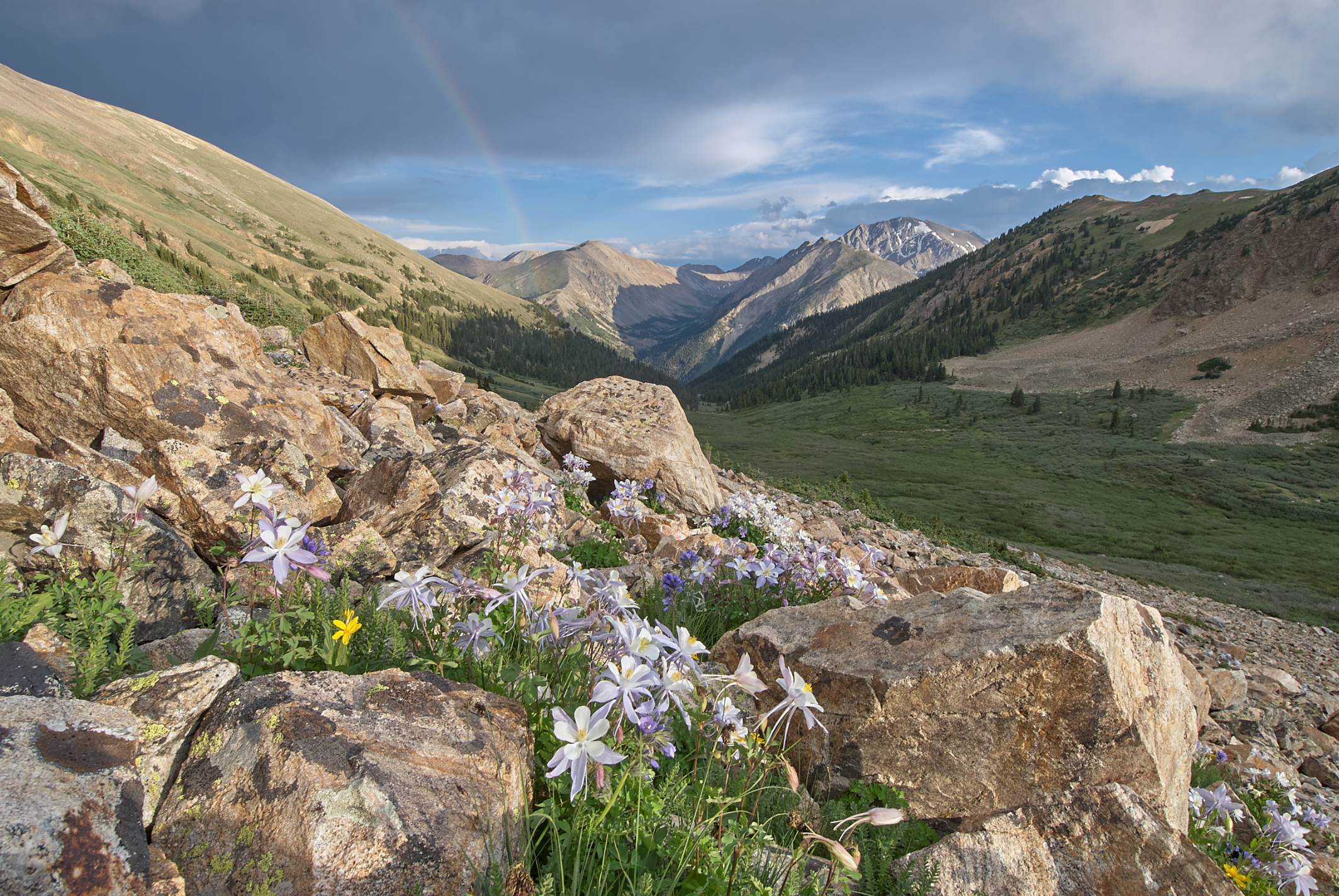 Columbine in the Sawatch Range II