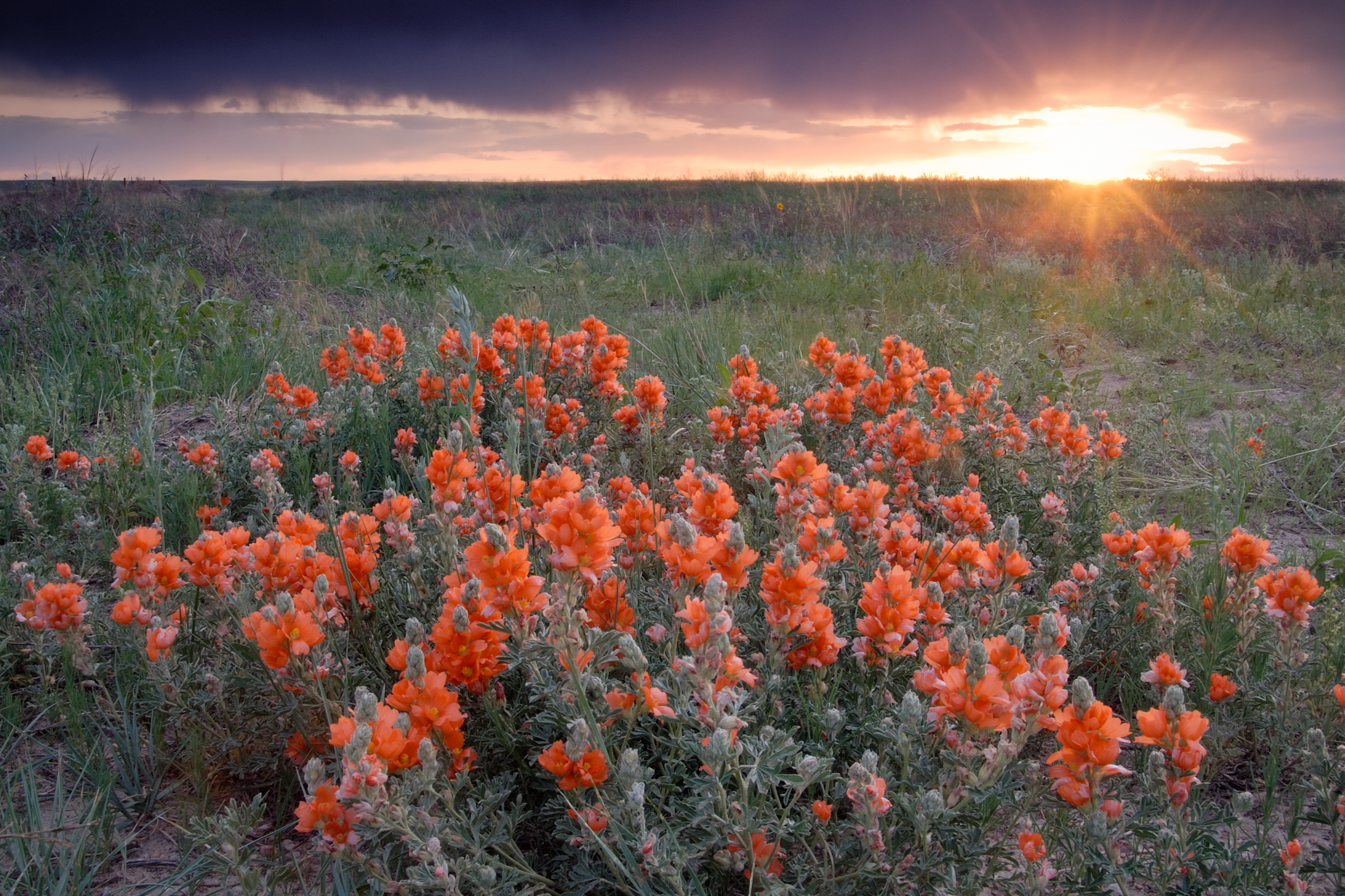 Copper Mallow