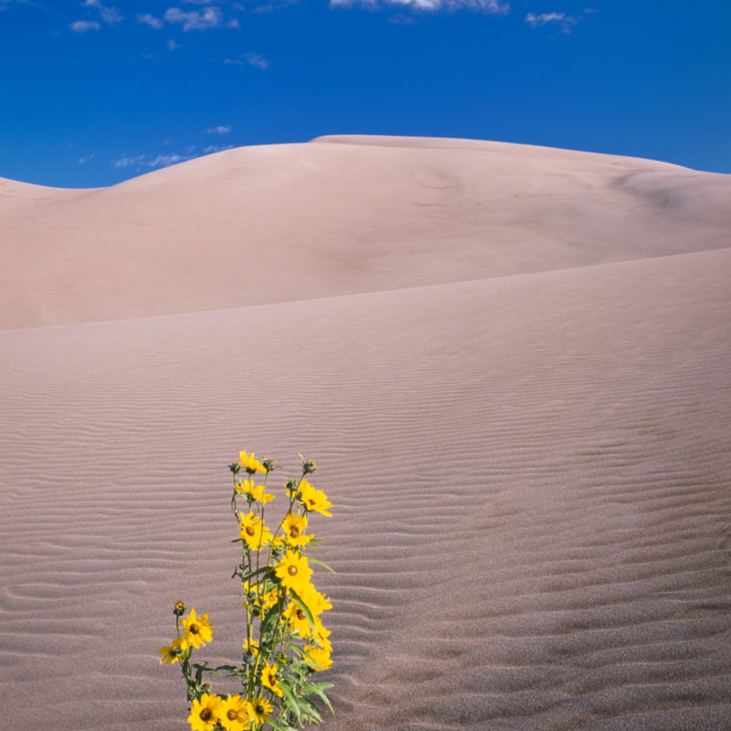 Desert Sunflower