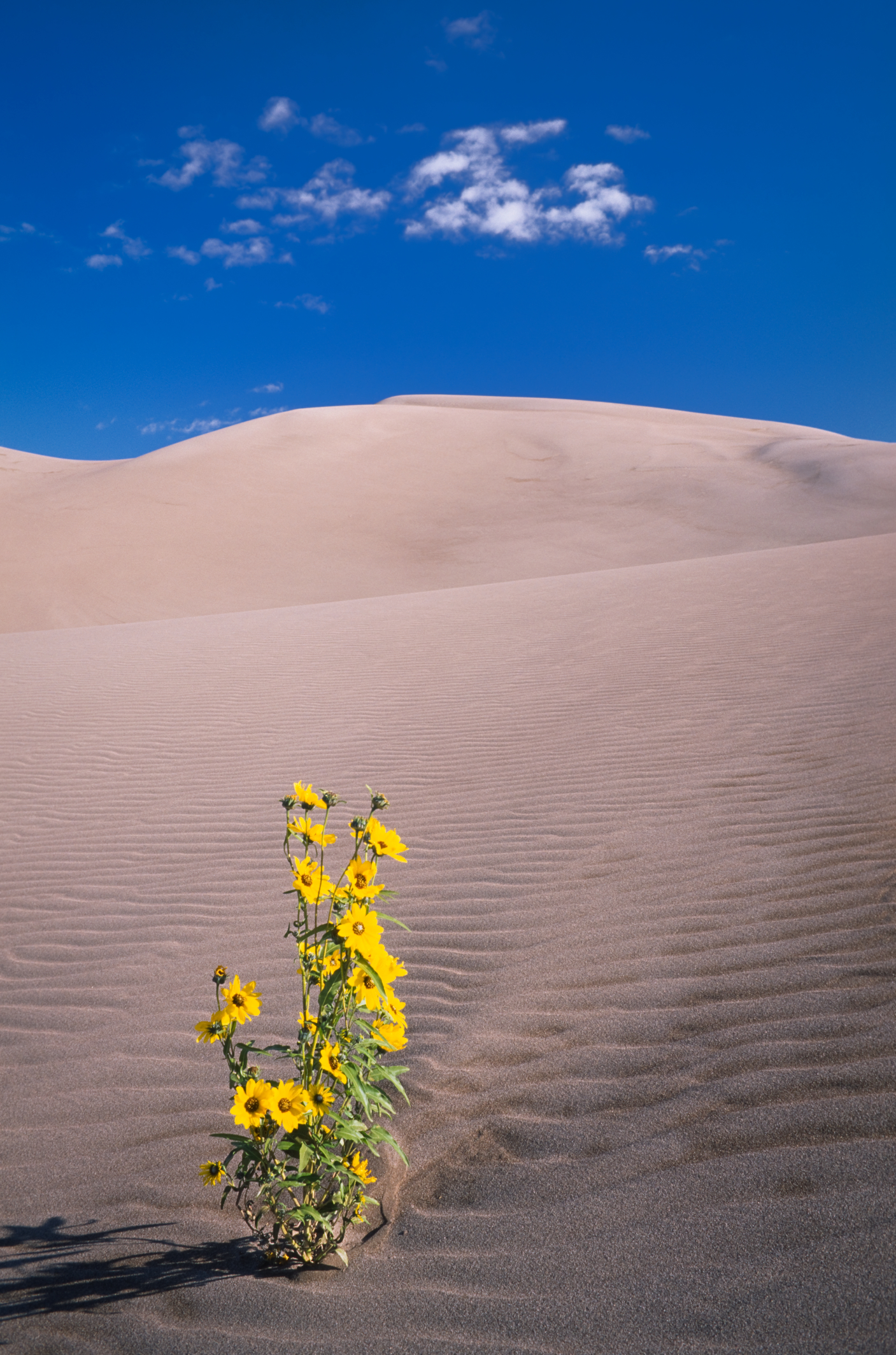 Desert Sunflower