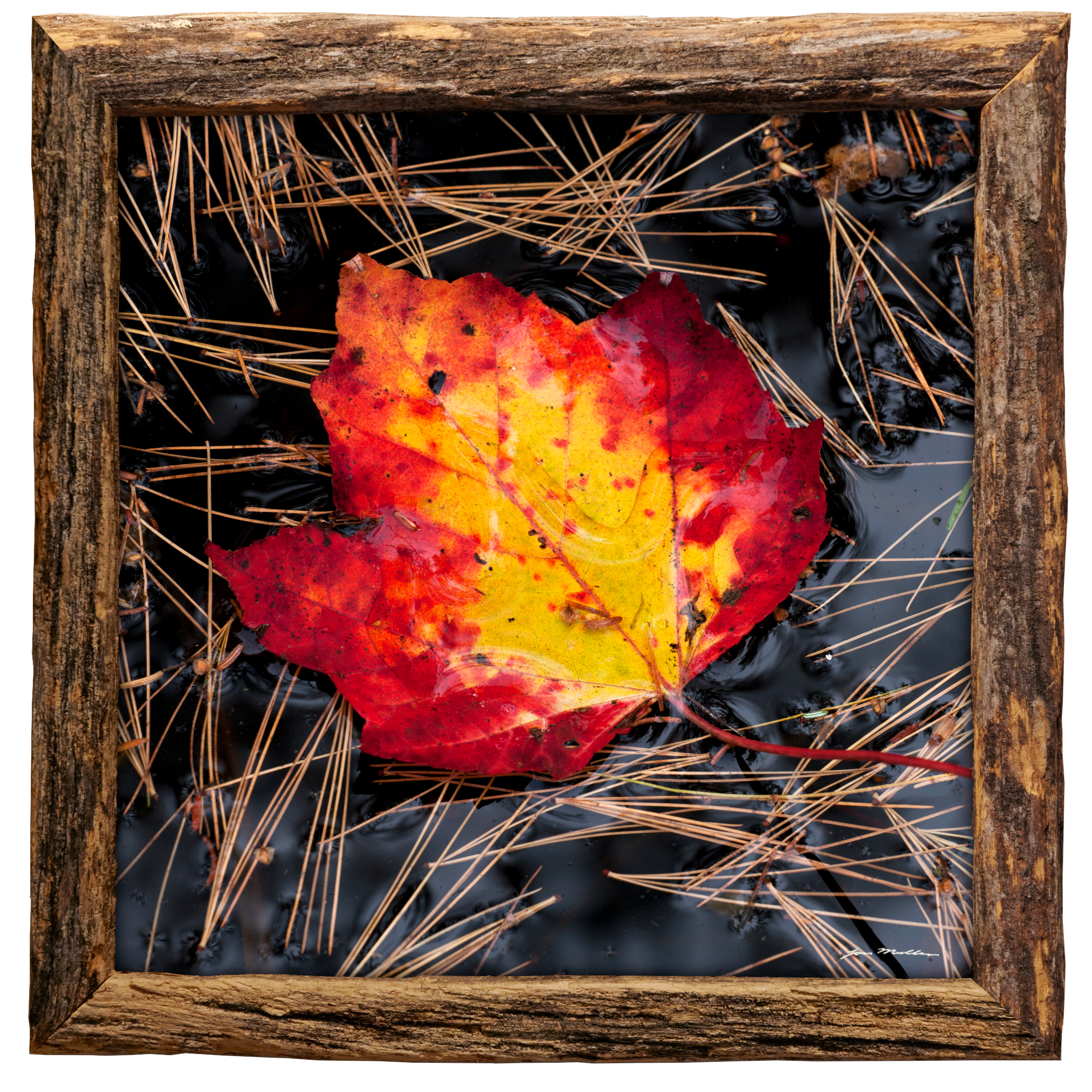 Ember - Framed