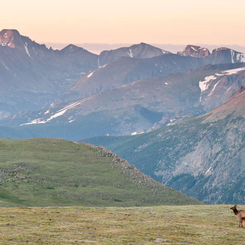 Nursing Elk