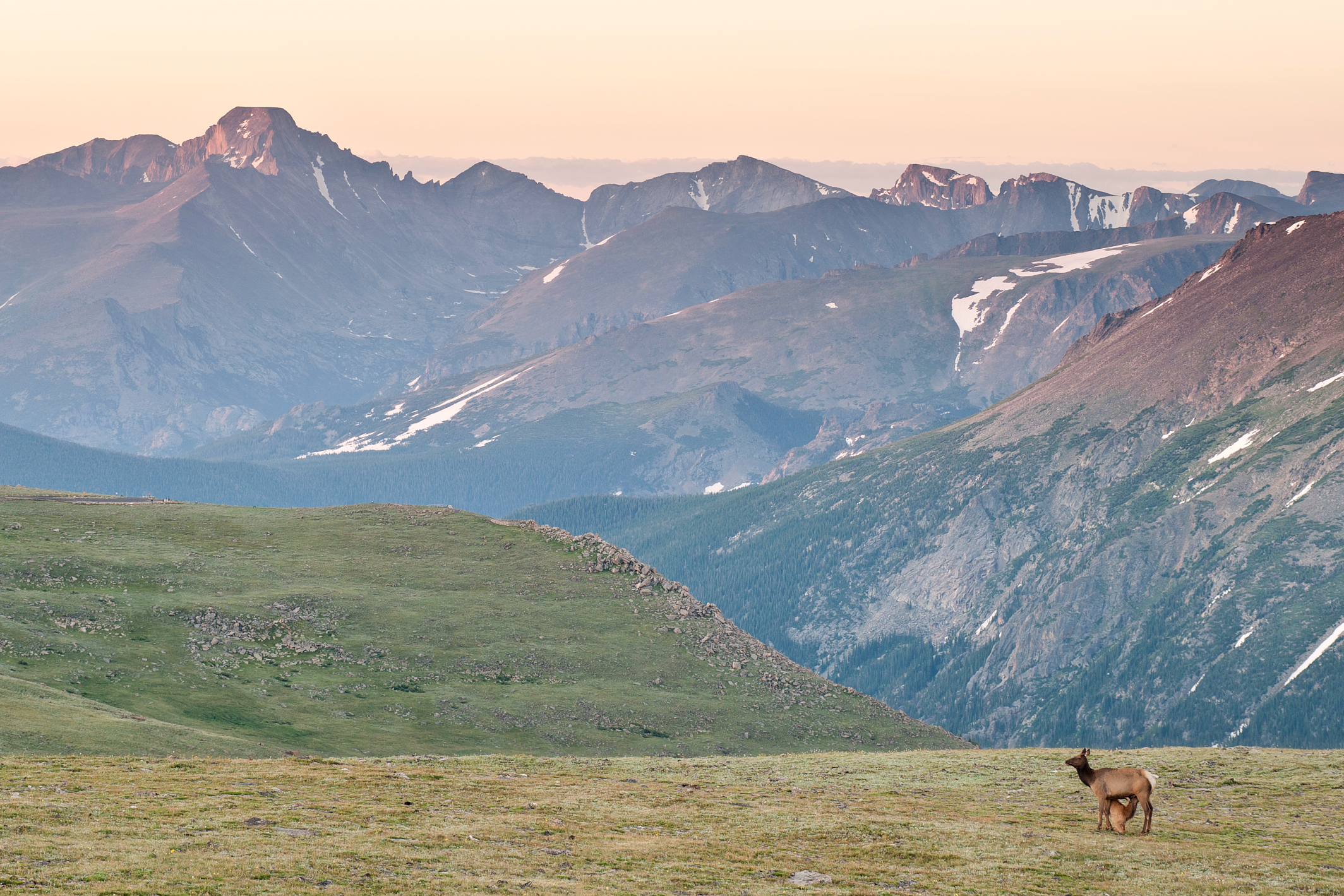 Nursing Elk