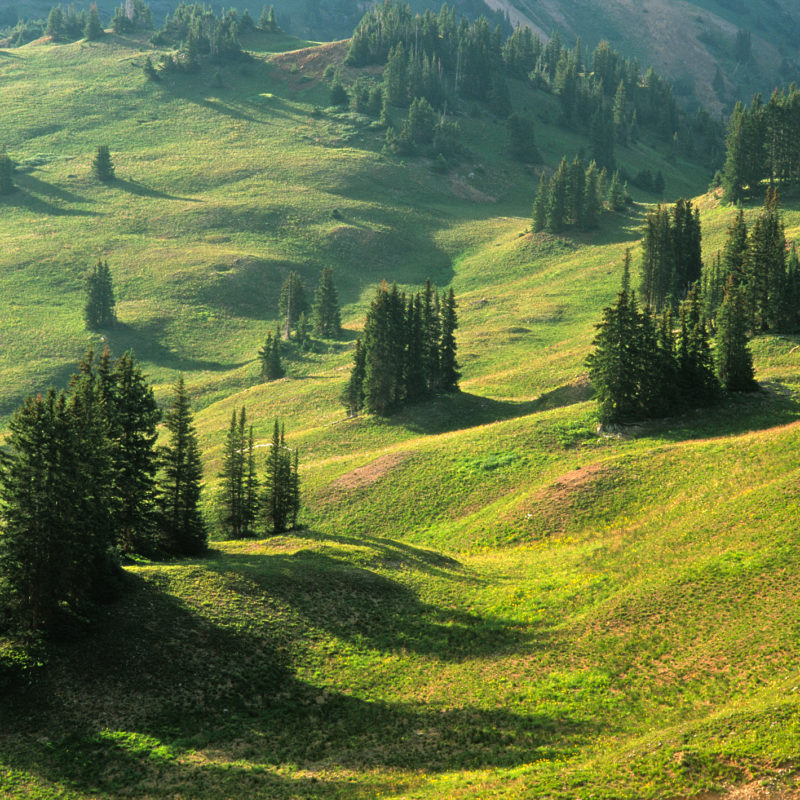 Paradise Divide II