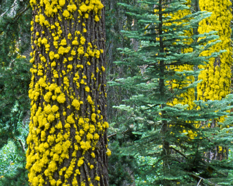 Sequoia