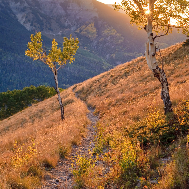 The Trail Home