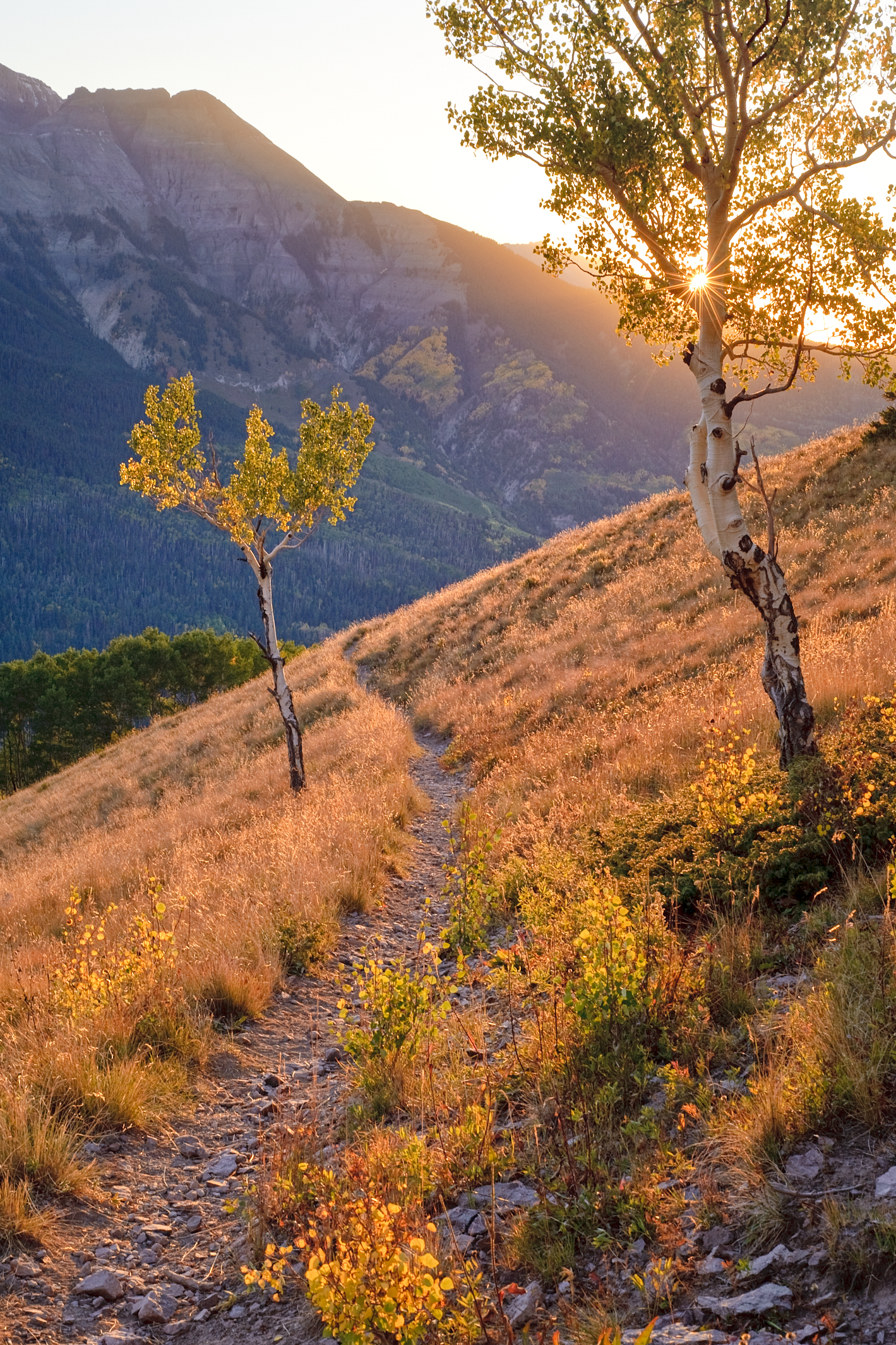 The Trail Home