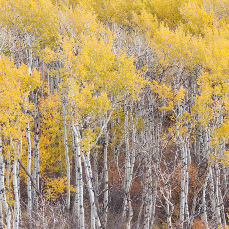 Weathered Aspens