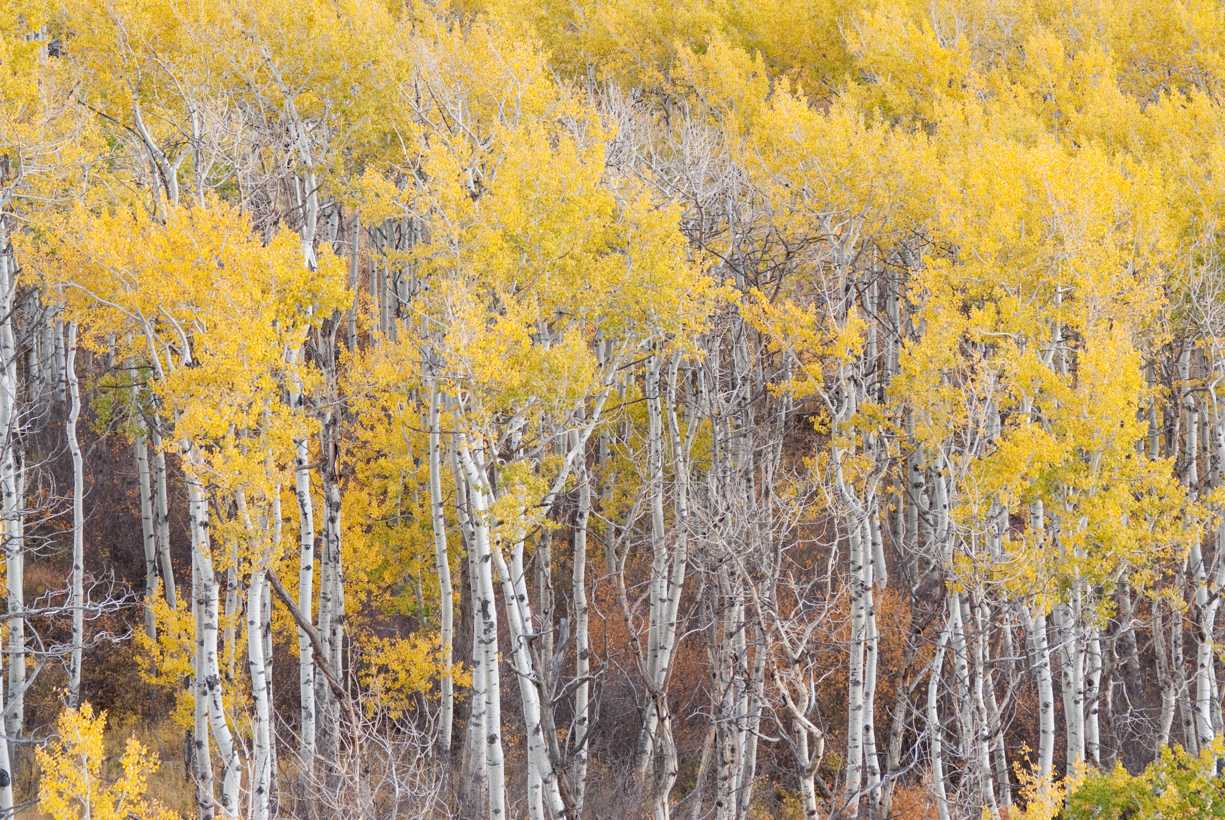 Weathered Aspens